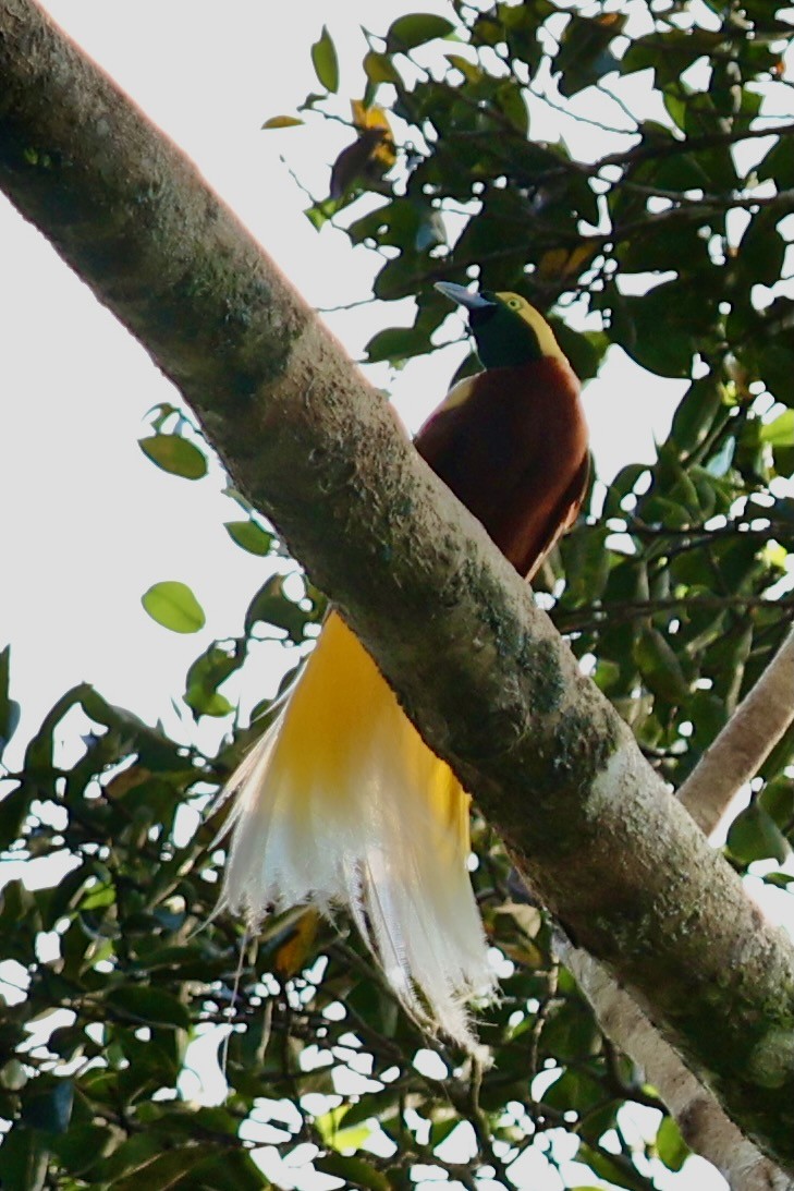 Lesser Bird-of-Paradise - ML642063860