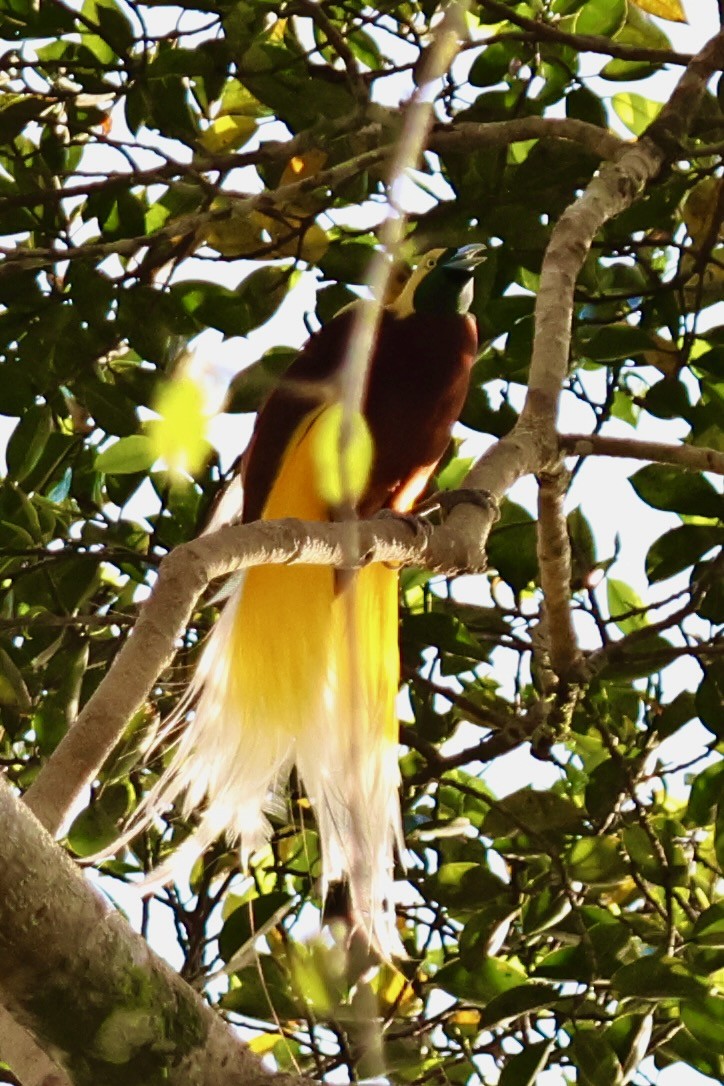 Lesser Bird-of-Paradise - ML642063861