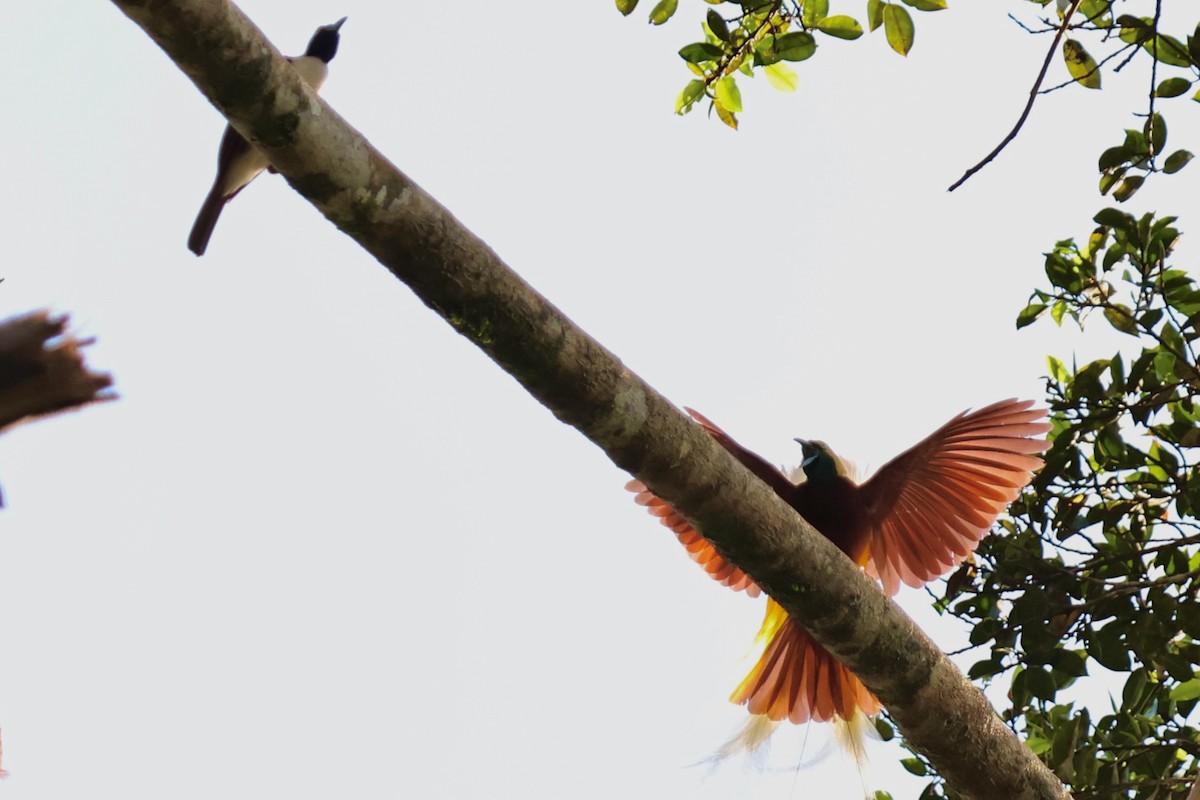 Lesser Bird-of-Paradise - ML642063862