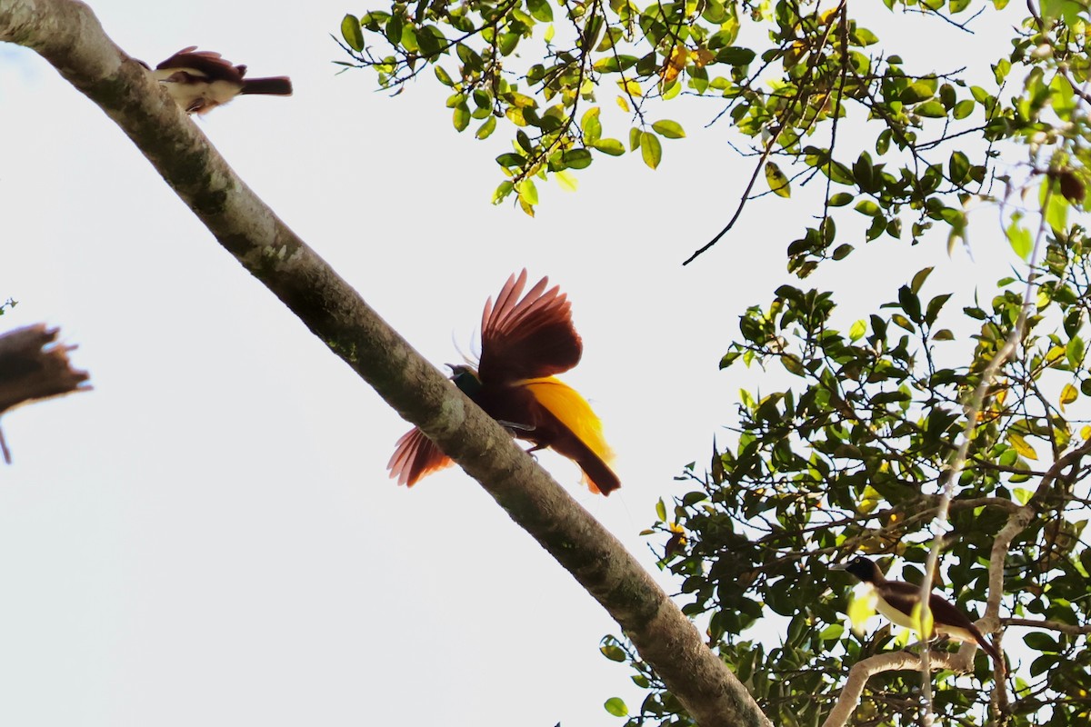 Lesser Bird-of-Paradise - ML642063863