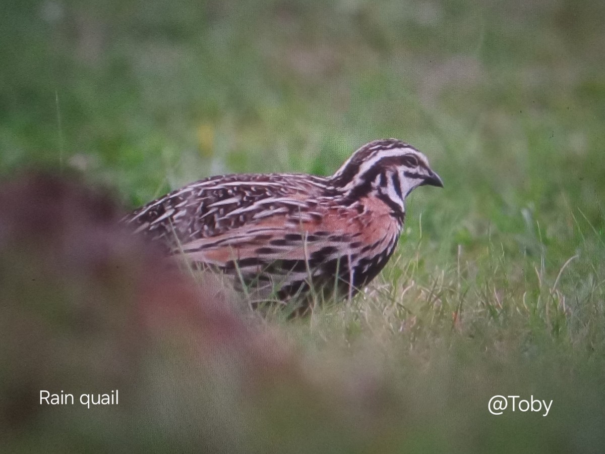 Rain Quail - ML642063900