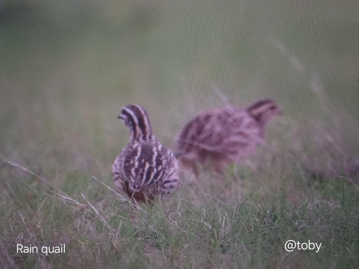 Rain Quail - ML642063901