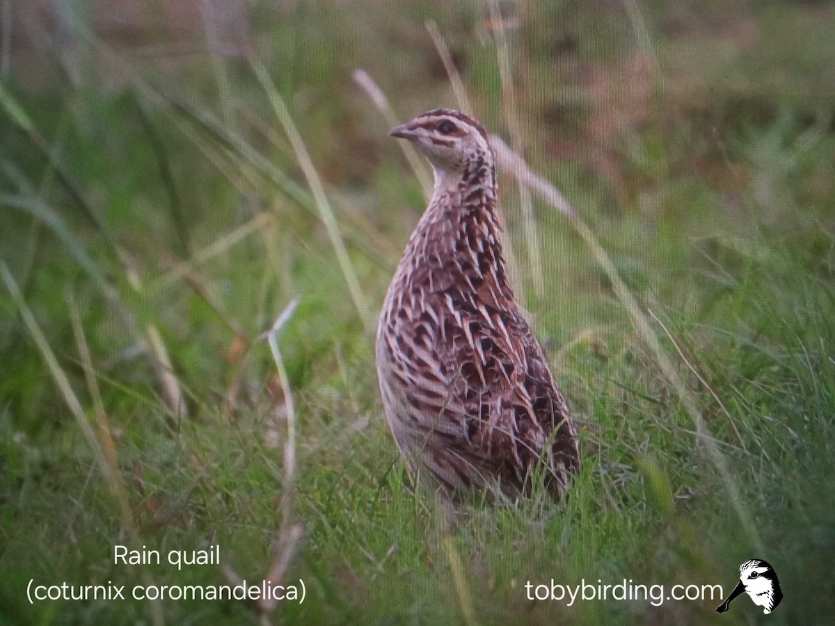 Rain Quail - ML642063902