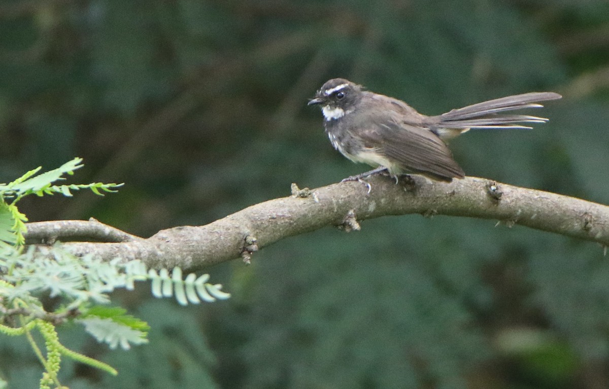 Spot-breasted Fantail - ML642063911