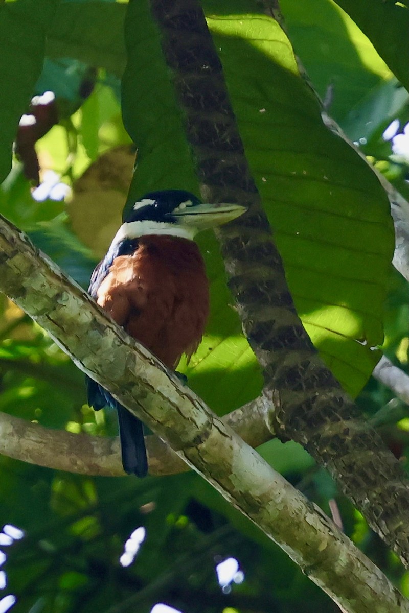 Rufous-bellied Kookaburra - ML642063912