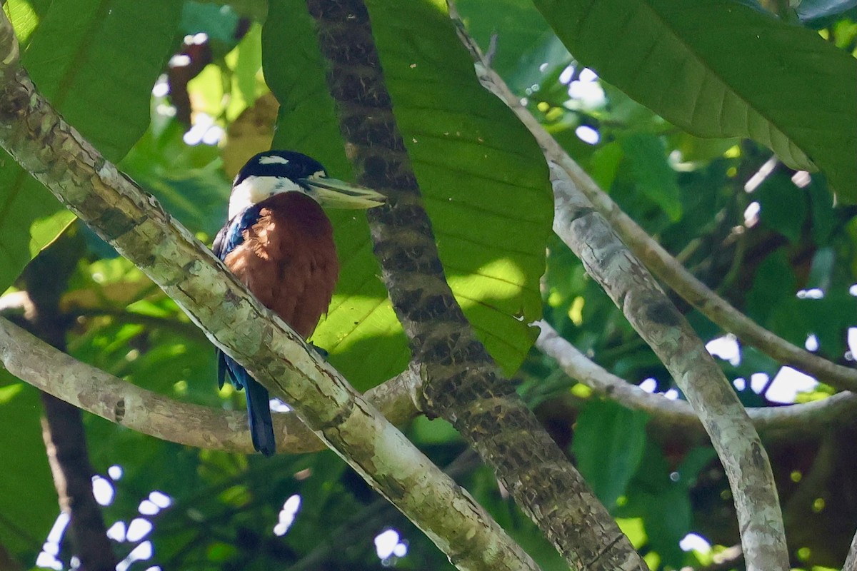 Rufous-bellied Kookaburra - ML642063913