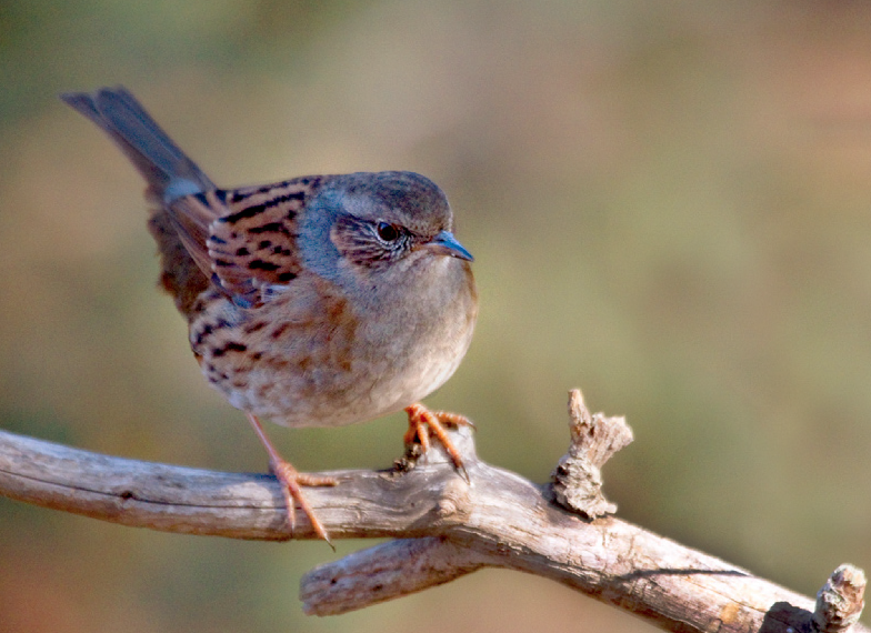 Dunnock - ML642063917