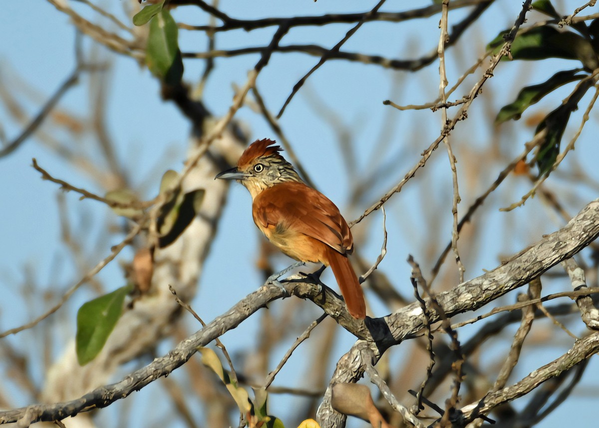 Barred Antshrike - ML642063918