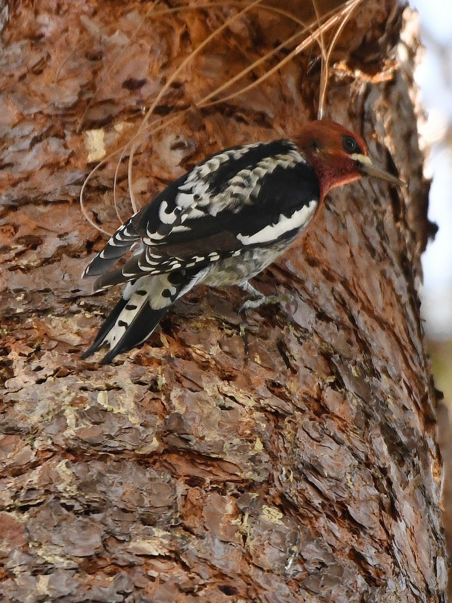 Red-breasted Sapsucker - ML642063919
