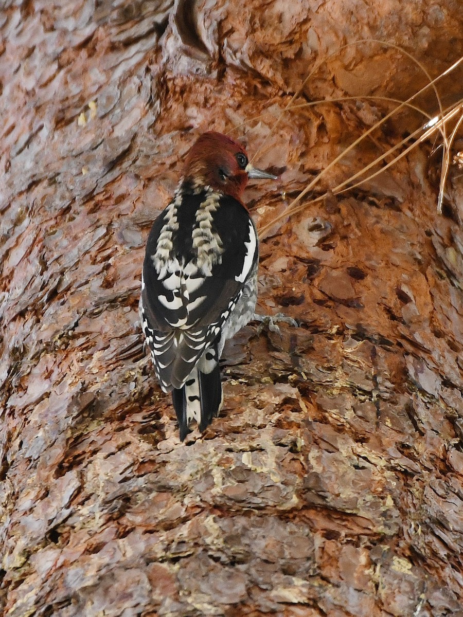Red-breasted Sapsucker - ML642063920