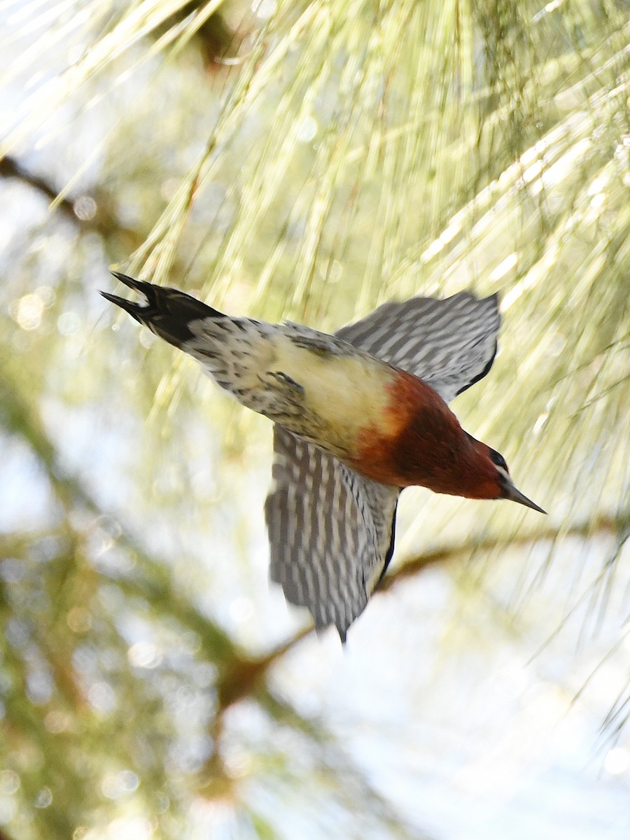 Red-breasted Sapsucker - ML642063921