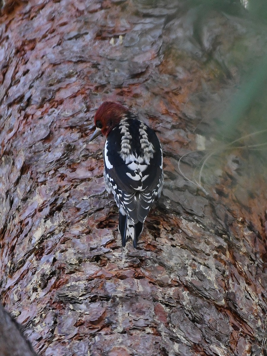 Red-breasted Sapsucker - ML642063922