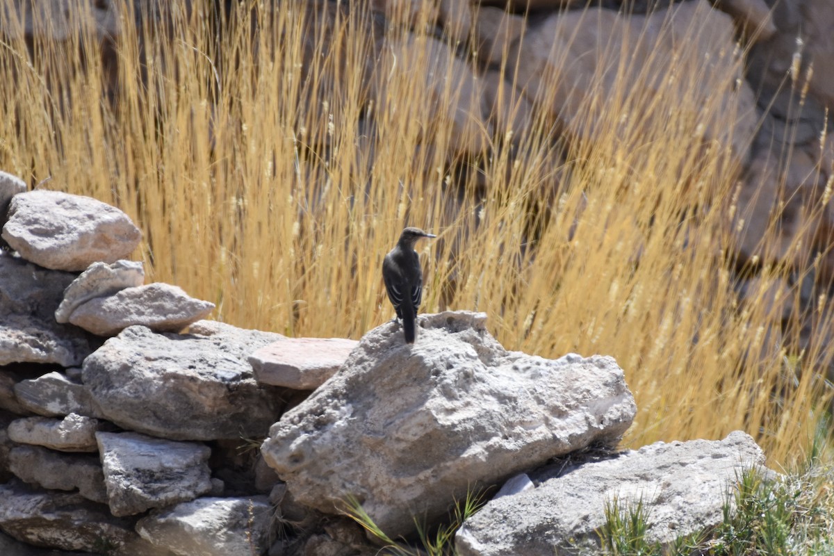Black-billed Shrike-Tyrant - ML642063923