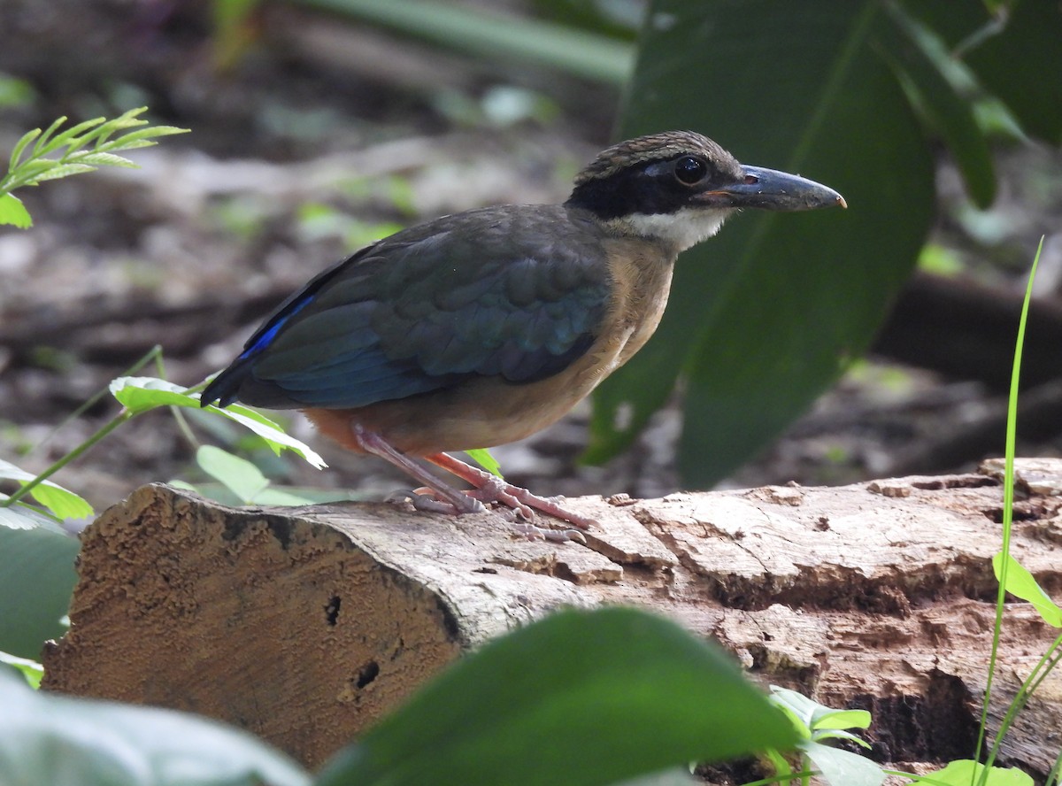 mangrovepitta - ML642063926