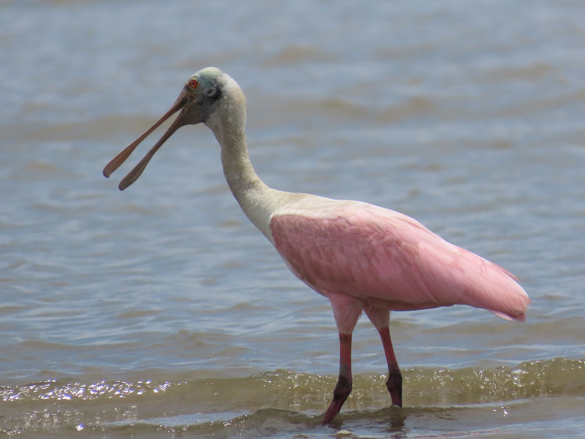 Roseate Spoonbill - ML642063928