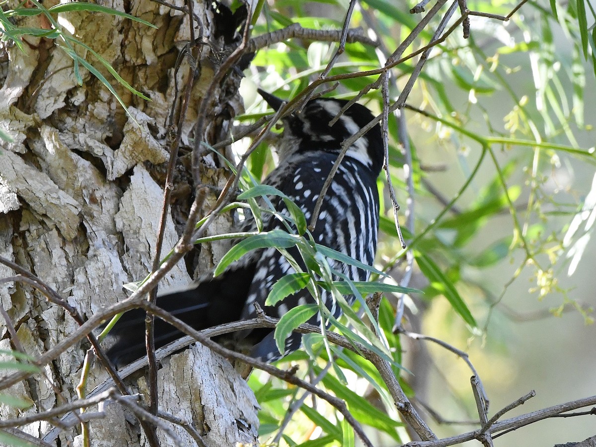 Nuttall's Woodpecker - ML642063933