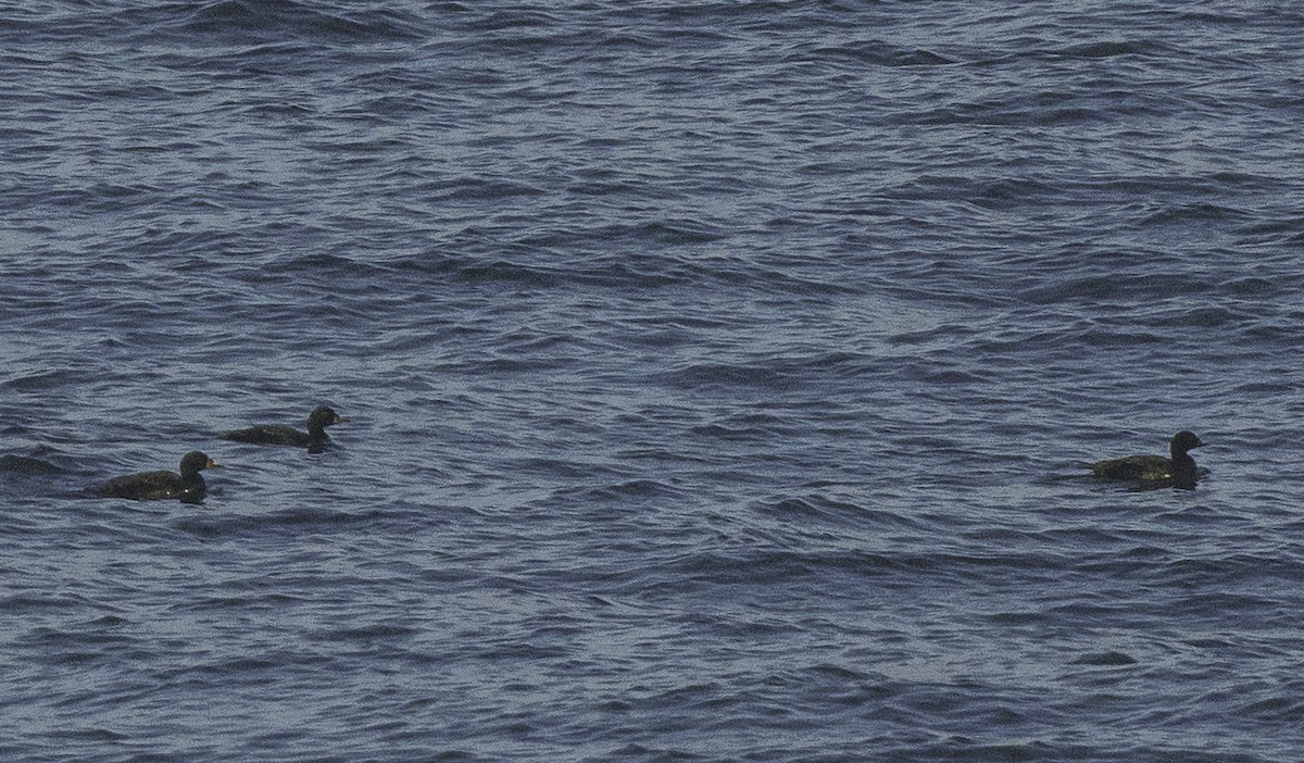 Common Scoter - ML642063940