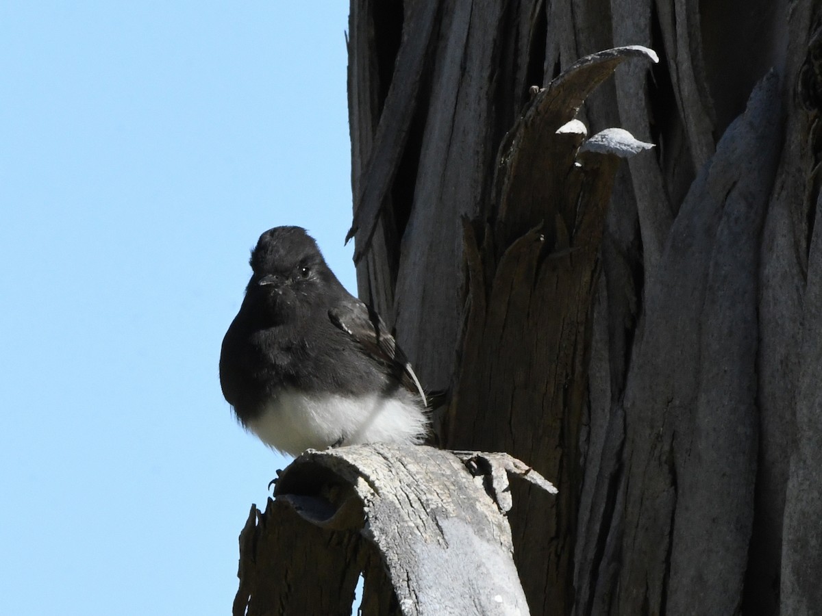 Black Phoebe - ML642063949