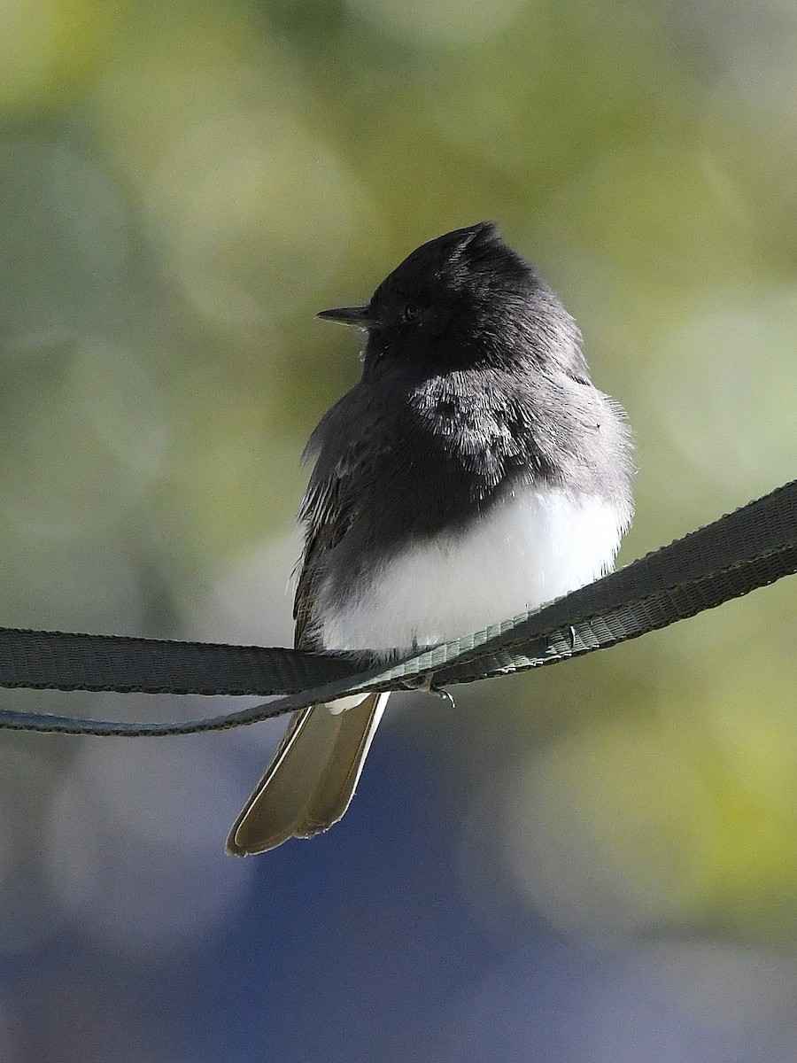 Black Phoebe - ML642063950