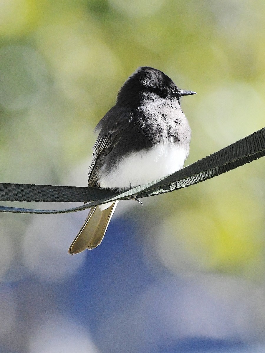 Black Phoebe - ML642063951