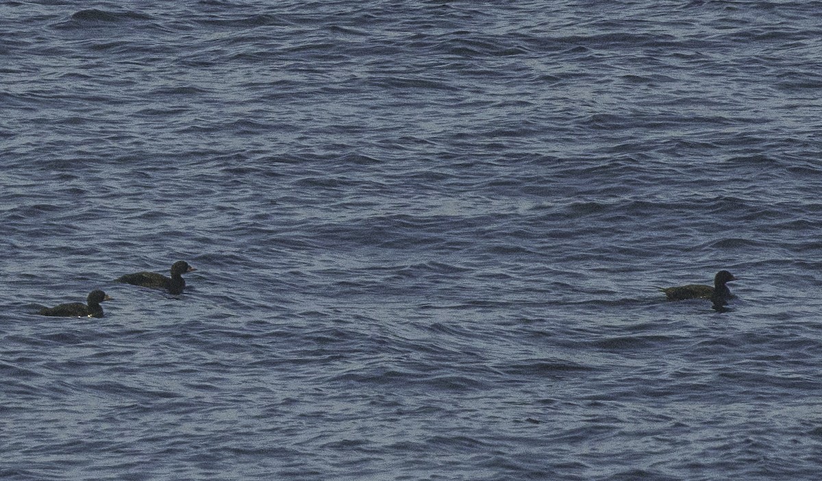 Common Scoter - ML642063953