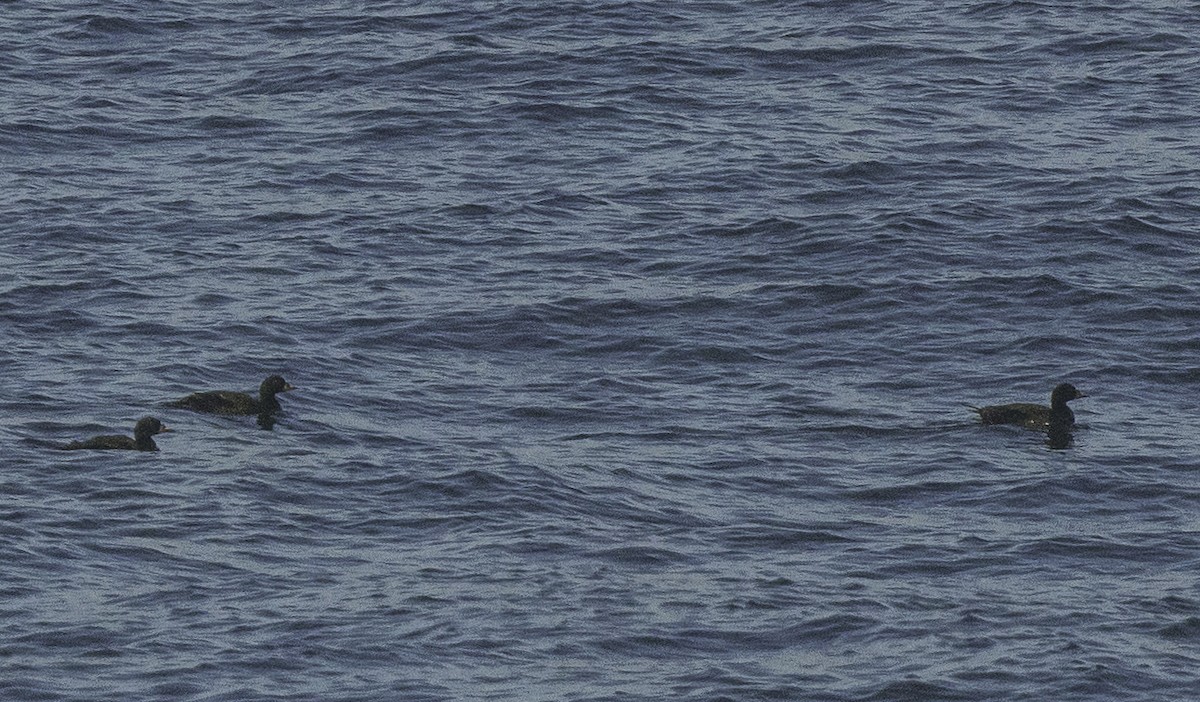 Common Scoter - ML642063961
