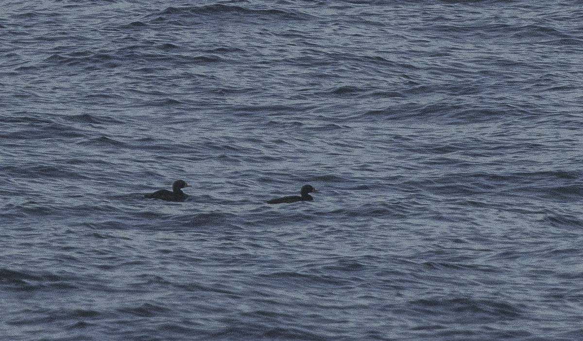 Common Scoter - ML642063969