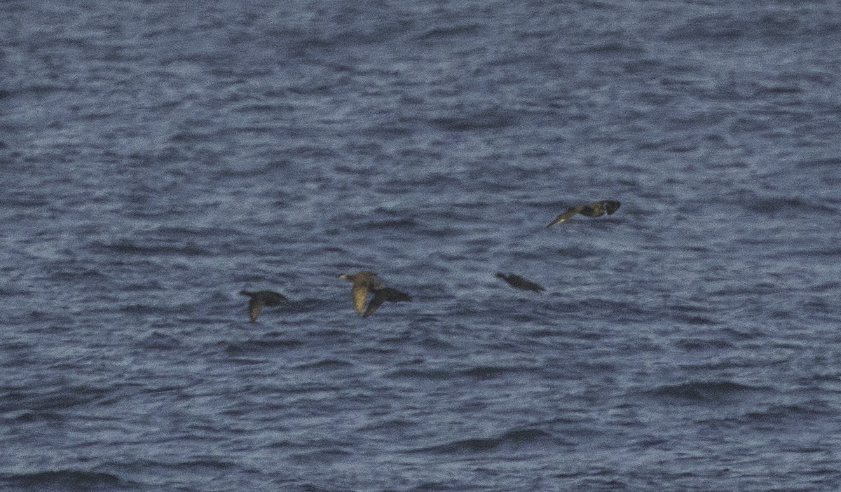 Common Scoter - ML642063978