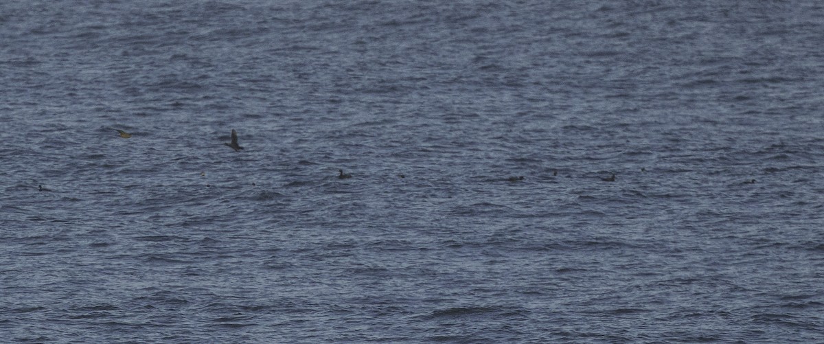 Common Scoter - ML642063985