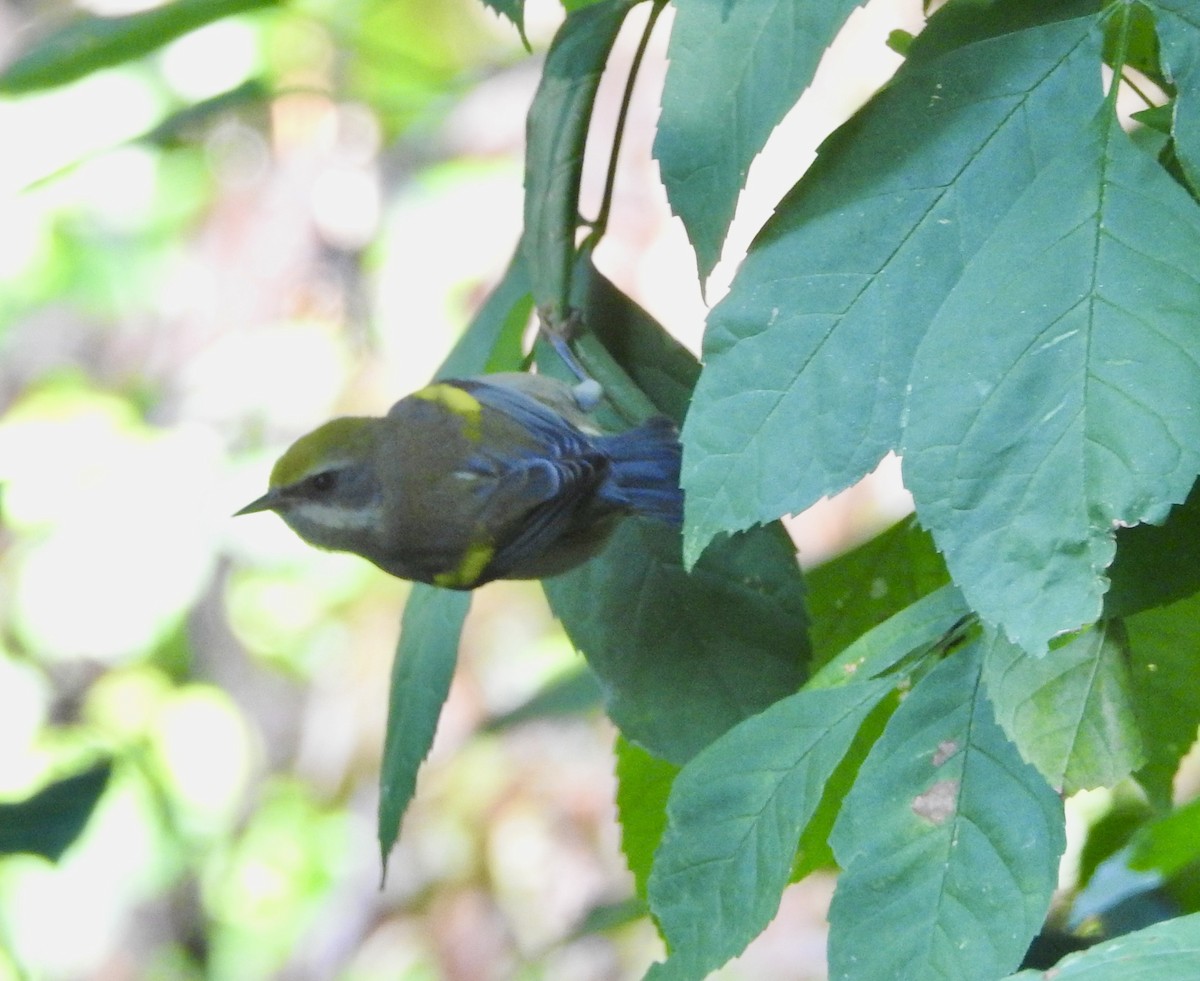 Golden-winged Warbler - ML642063988