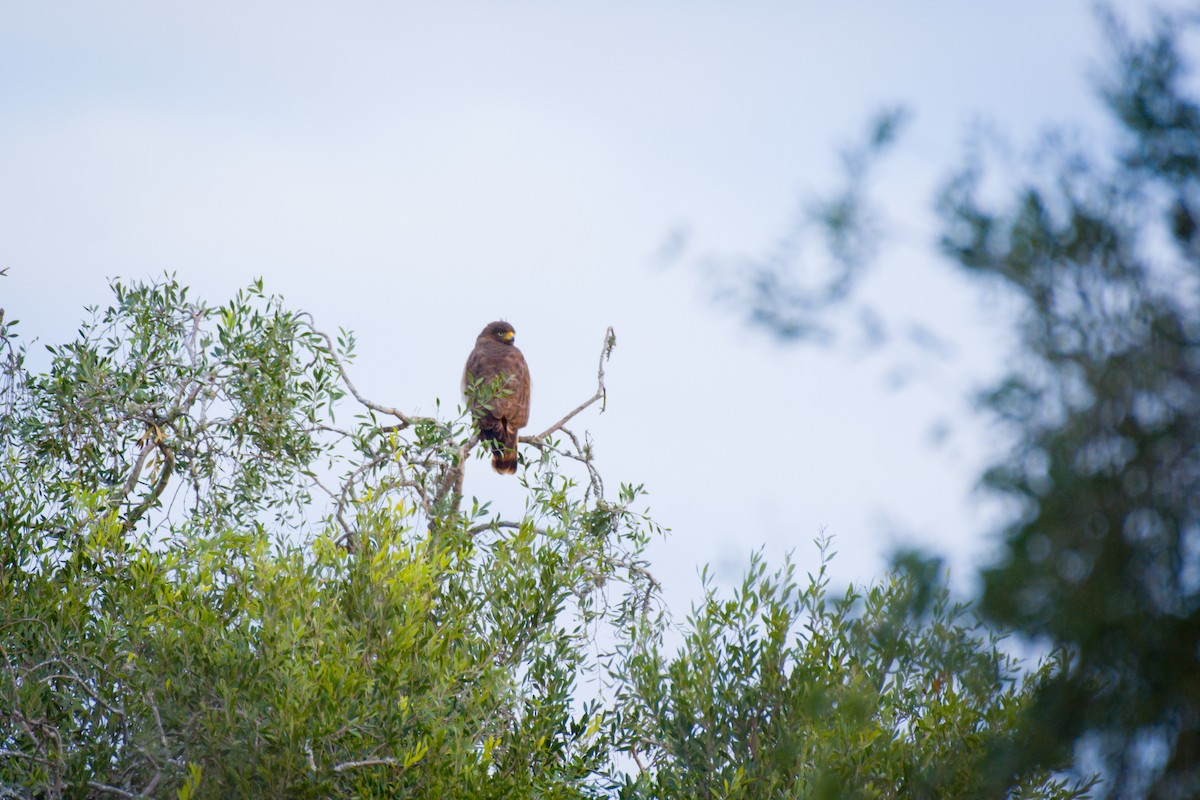 Roadside Hawk - ML642063989