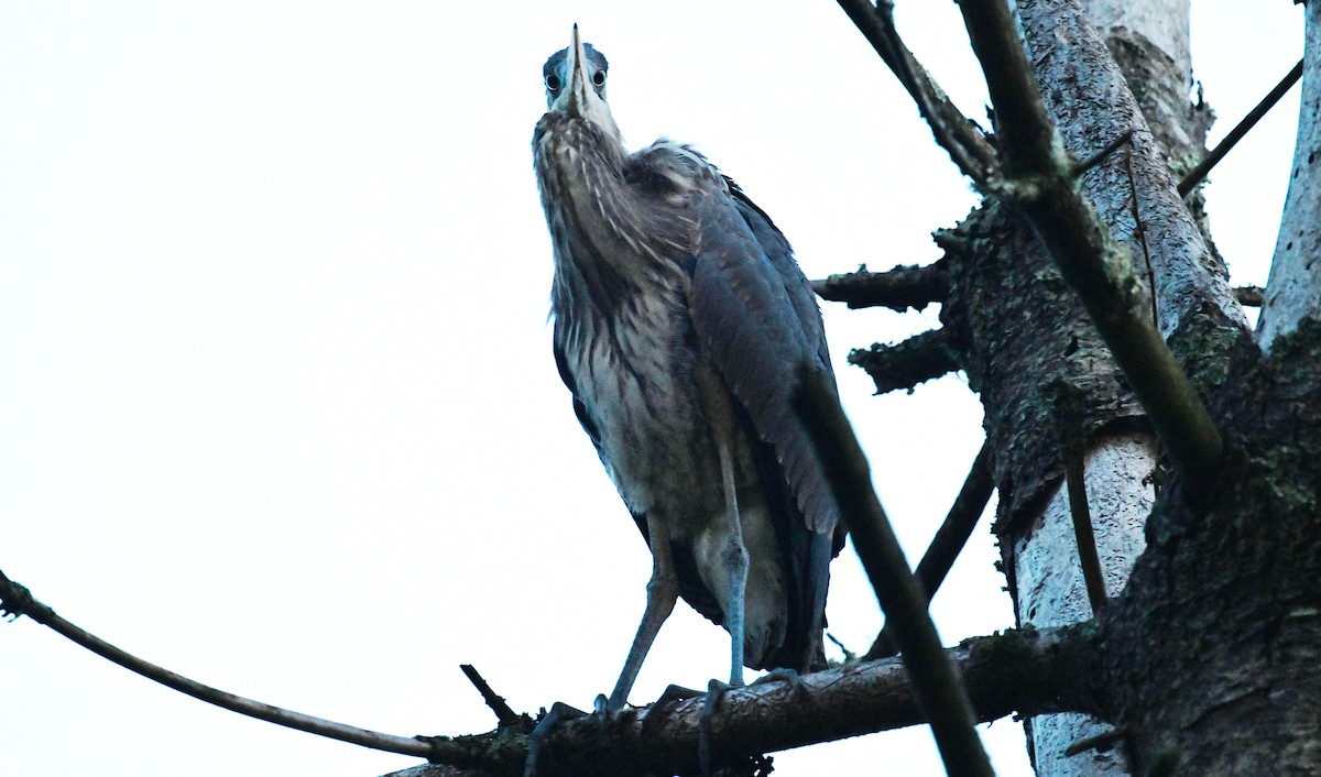 Great Blue Heron - ML642064000