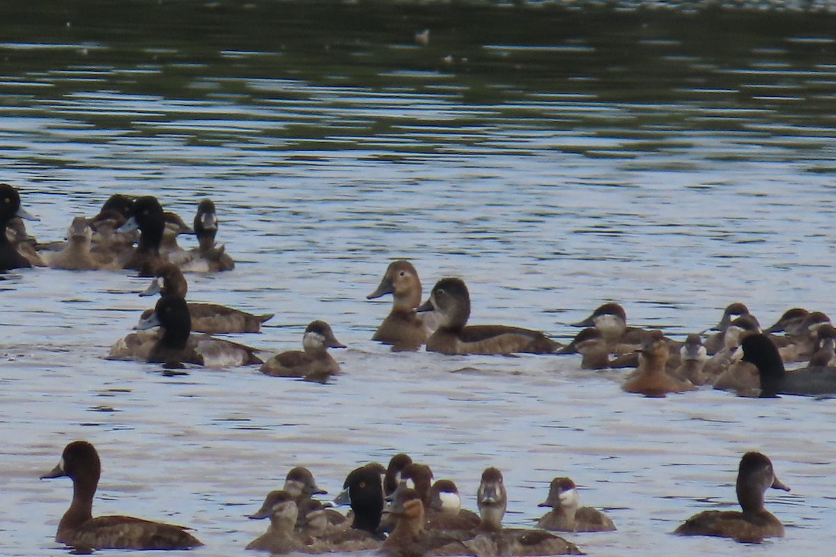 Canvasback - ML642064043