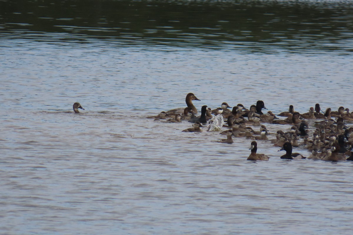 Canvasback - ML642064044
