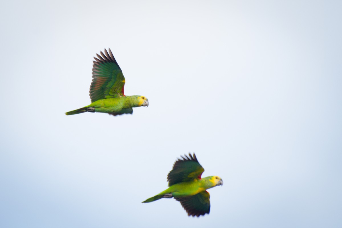 Turquoise-fronted Amazon - ML642064057