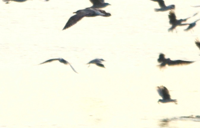 White-winged Tern - ML642064079