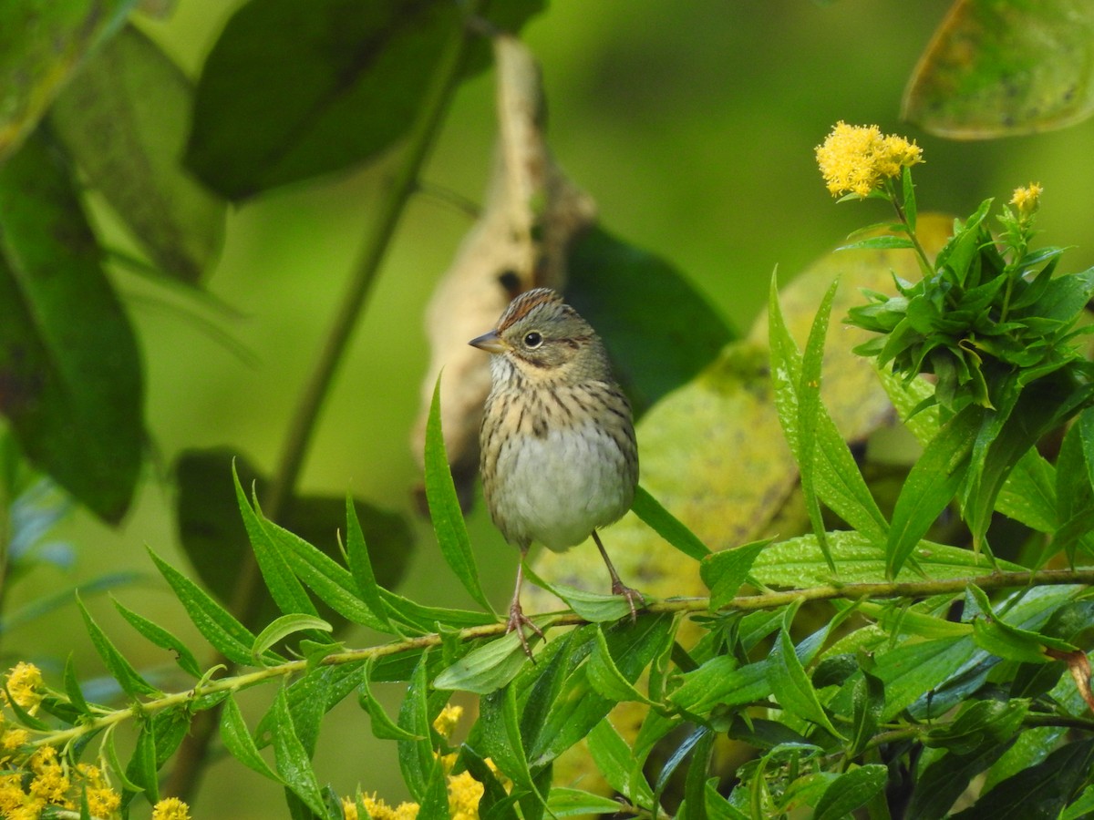Lincoln's Sparrow - ML642064085