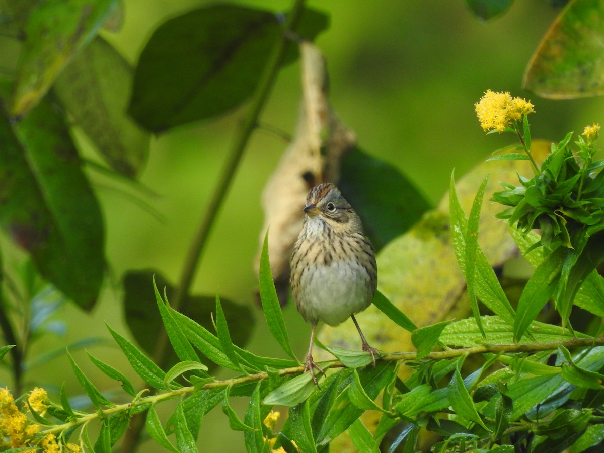 Lincoln's Sparrow - ML642064086