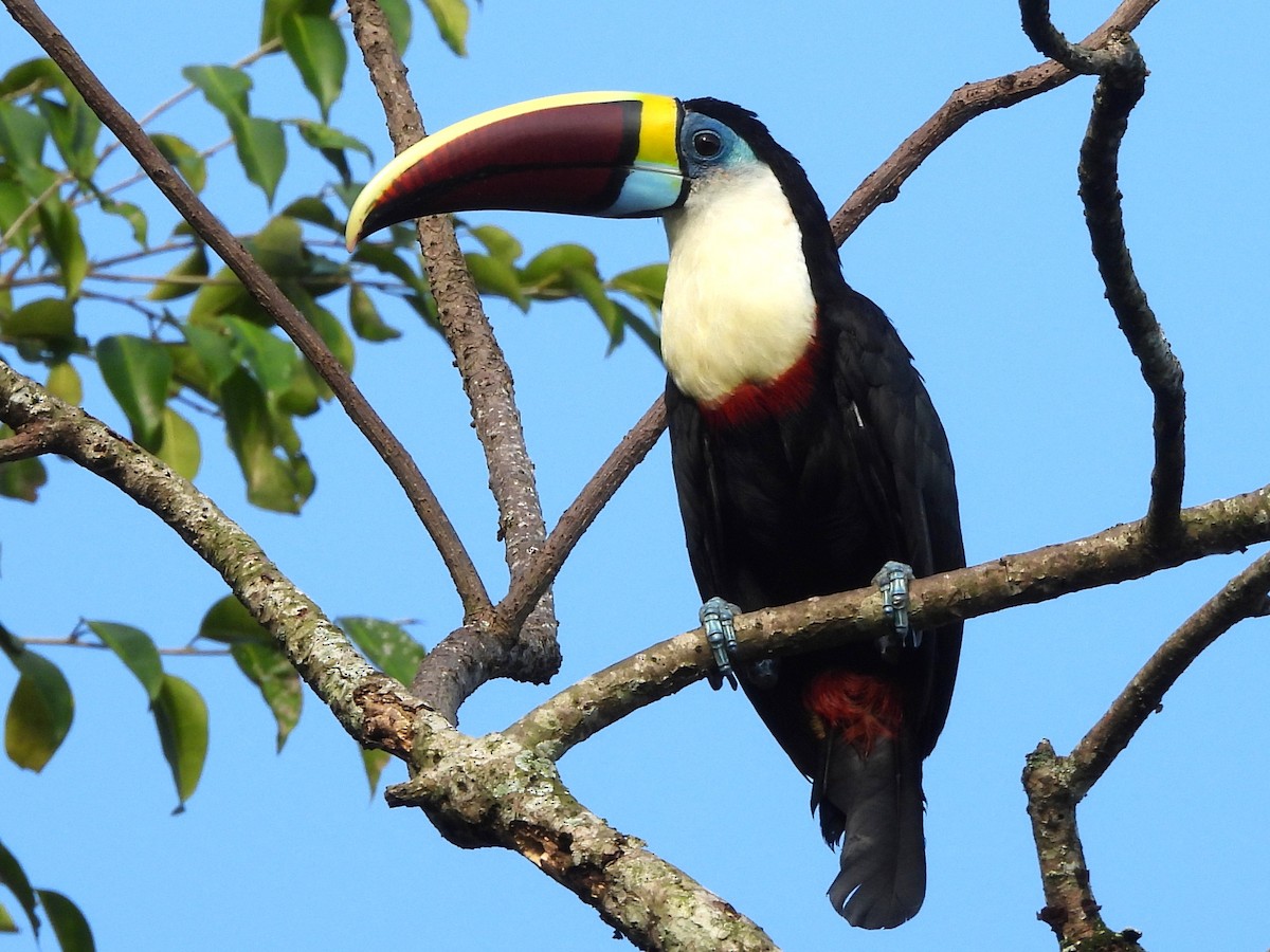 White-throated Toucan - ML642064087