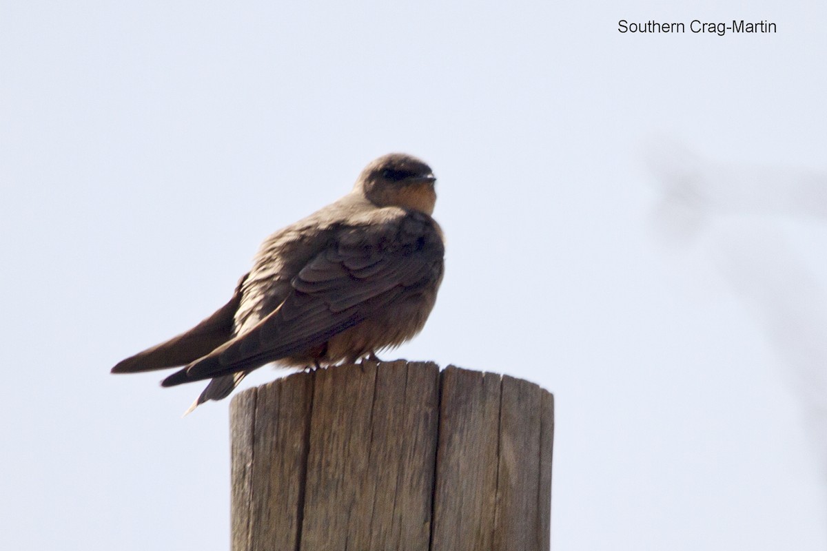 Southern Crag-Martin - ML642064113