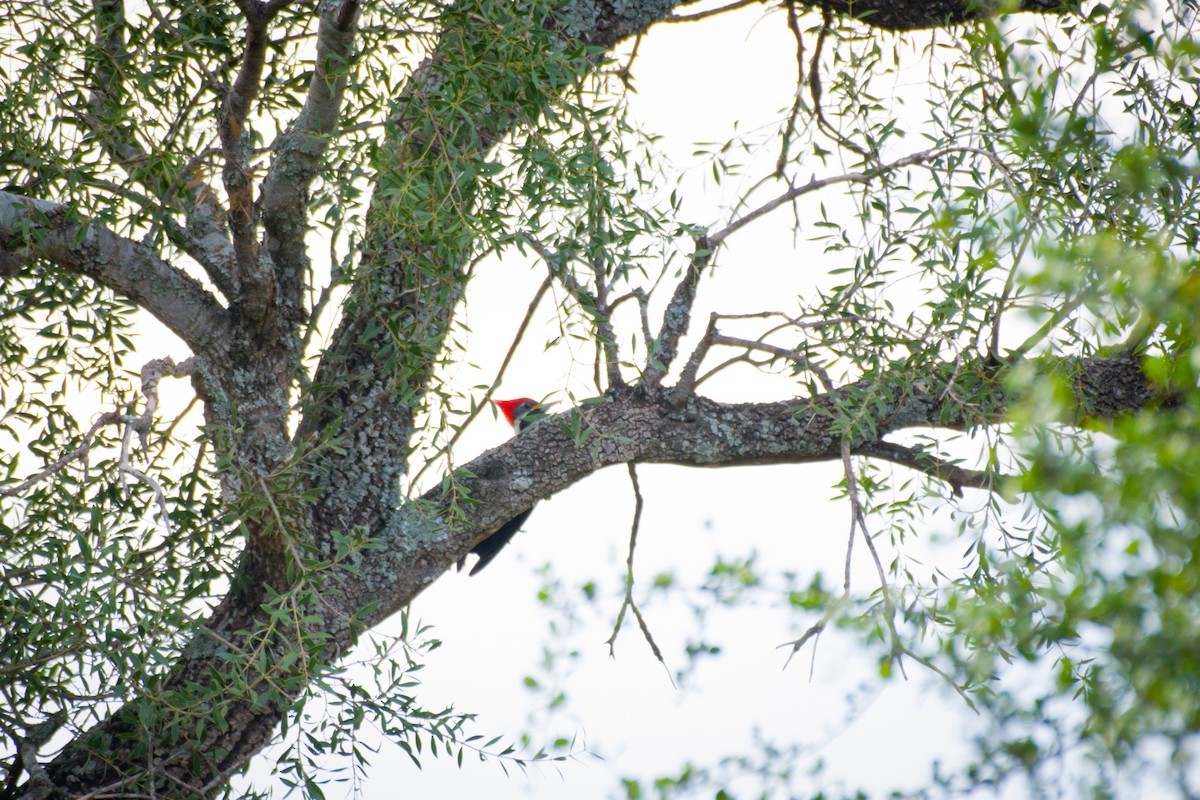 Black-bodied Woodpecker - ML642064118