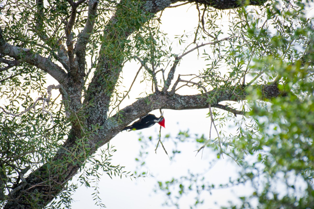 Black-bodied Woodpecker - ML642064119