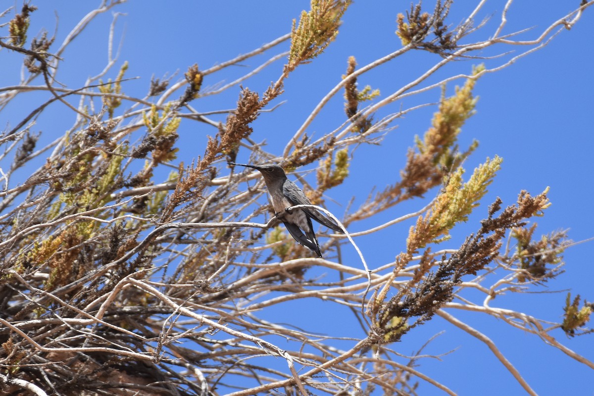 Giant Hummingbird - ML642064142