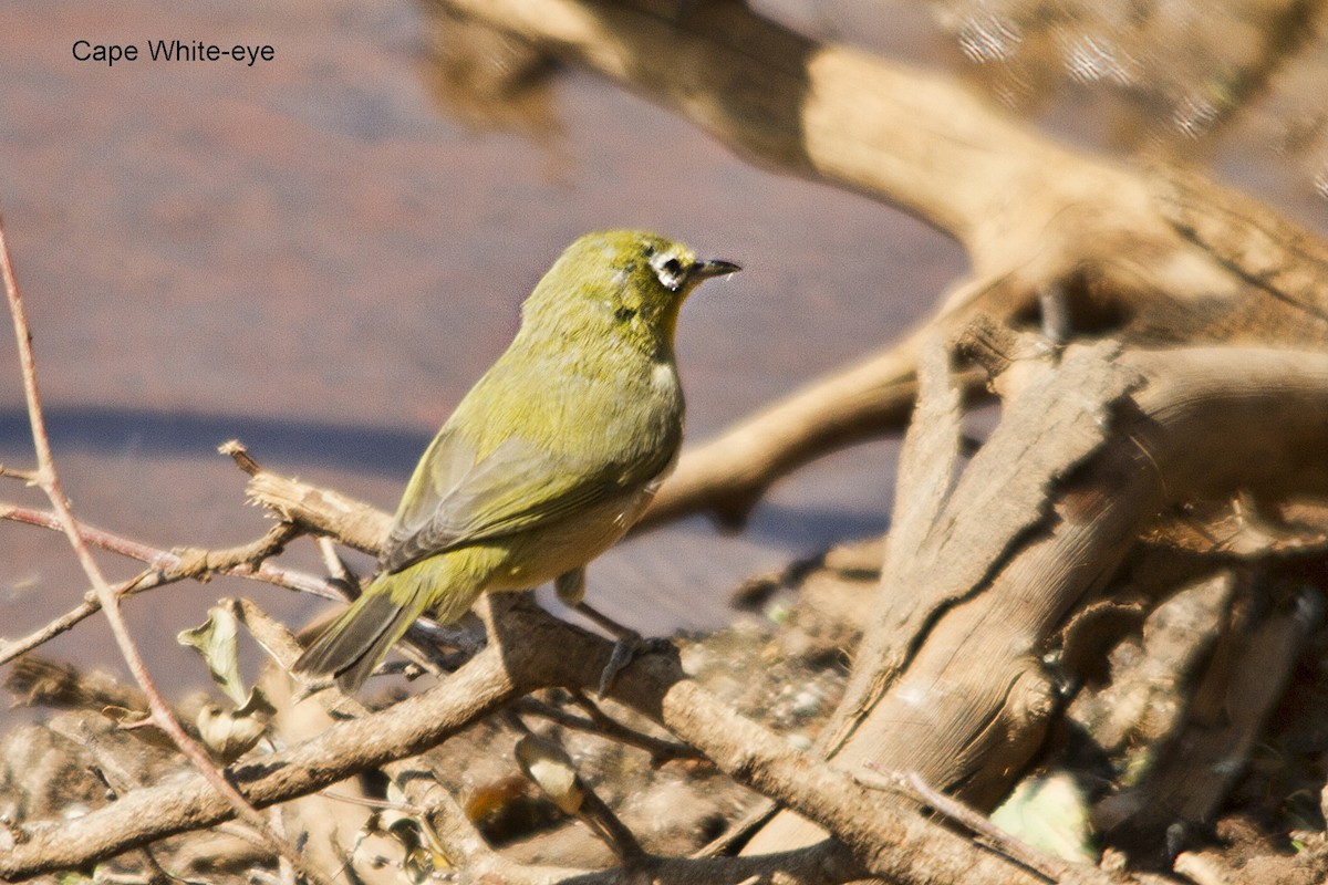 Kapbrillenvogel - ML642064152