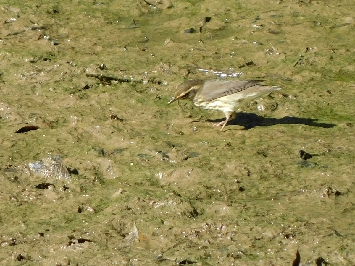 Drosselwaldsänger - ML642064164