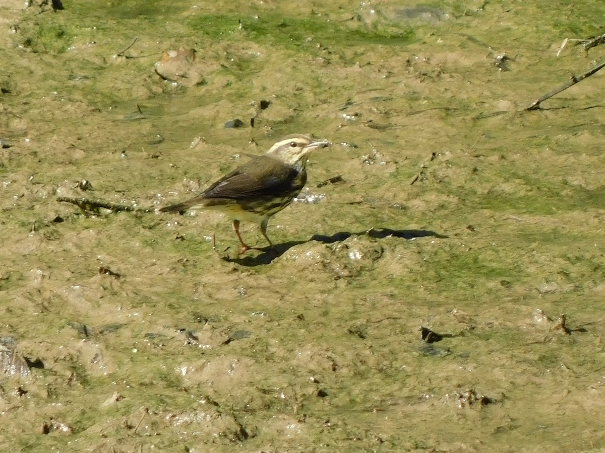 Drosselwaldsänger - ML642064165