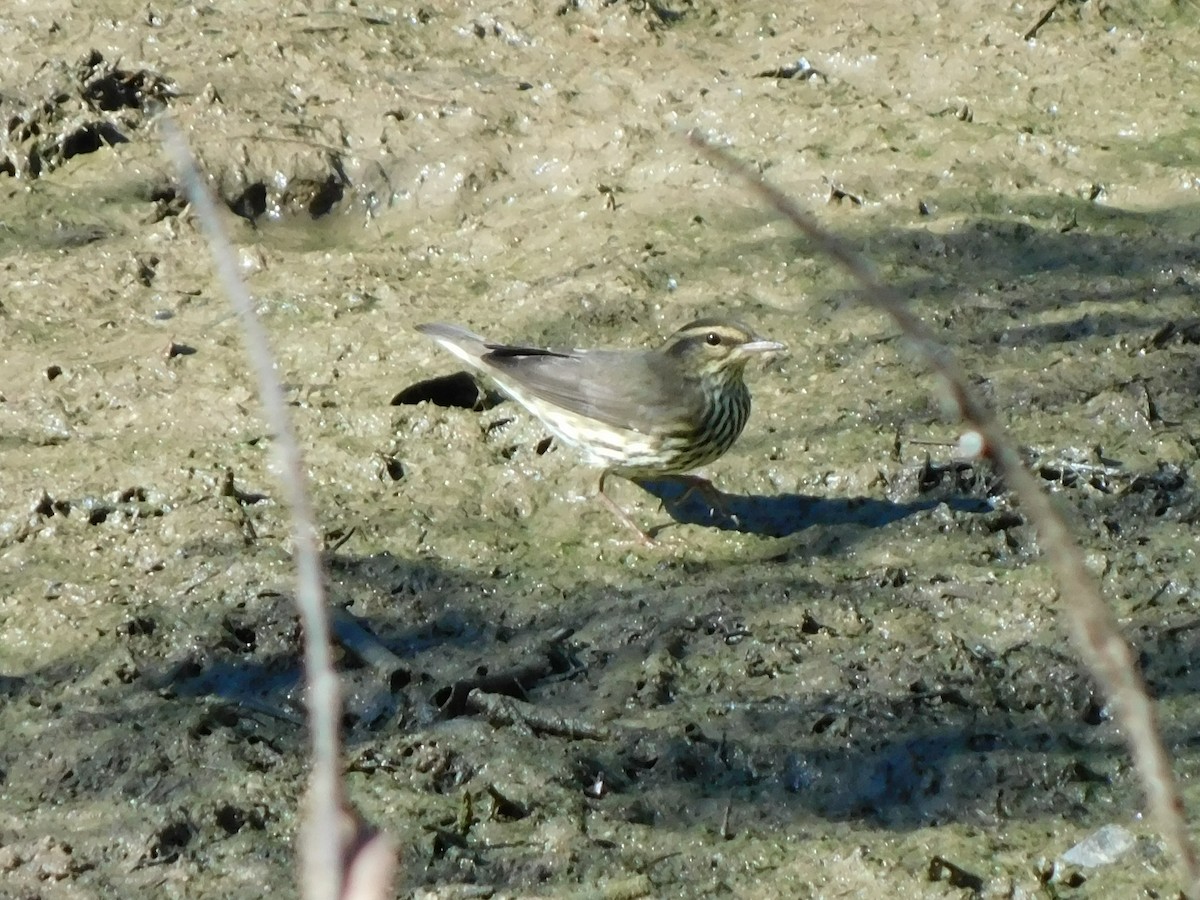 Drosselwaldsänger - ML642064166