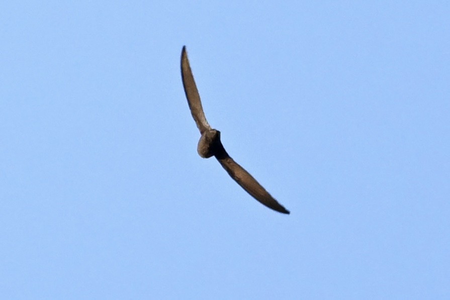 Schornsteinsegler - ML642064171