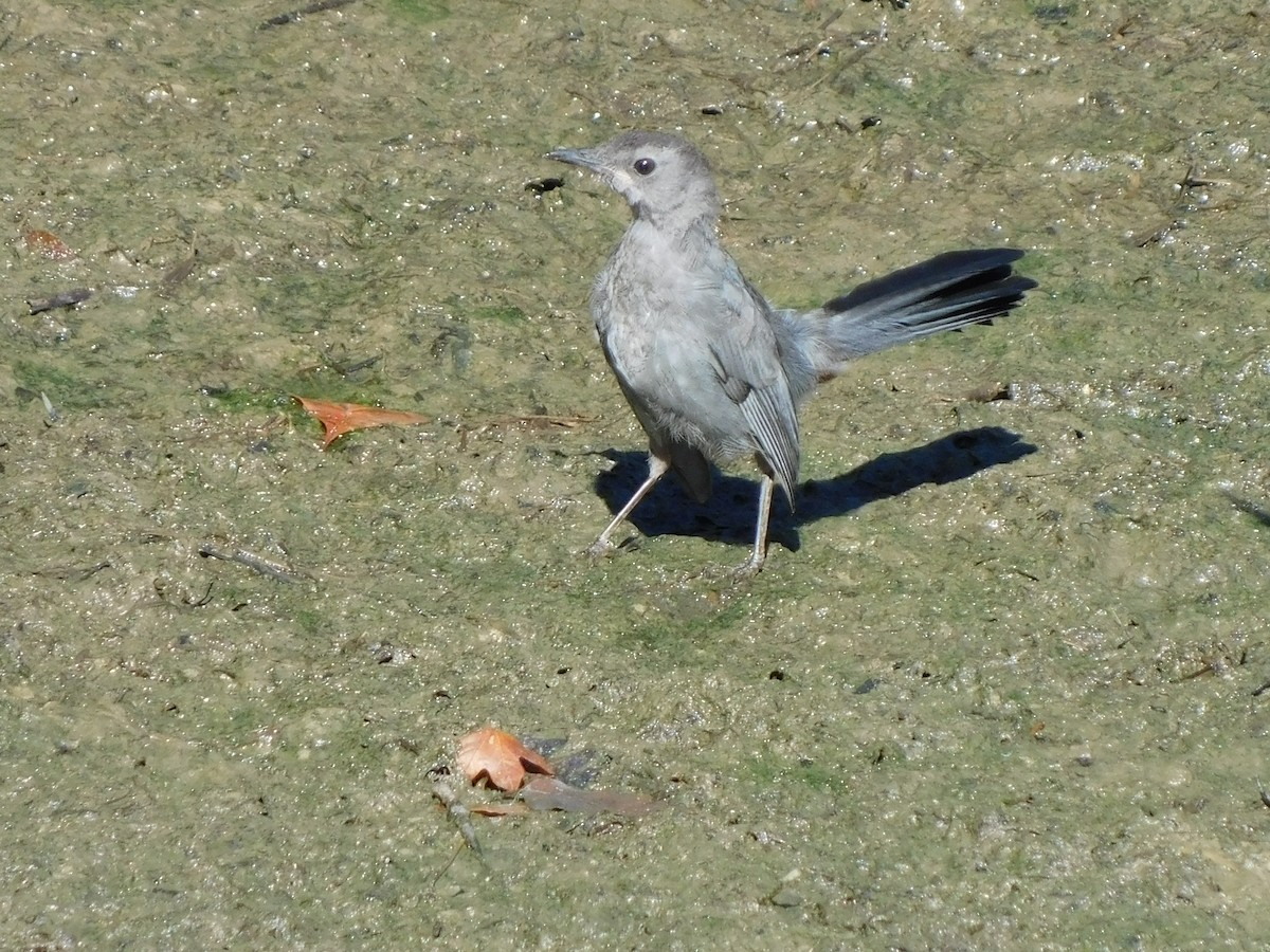 Katzenspottdrossel - ML642064174