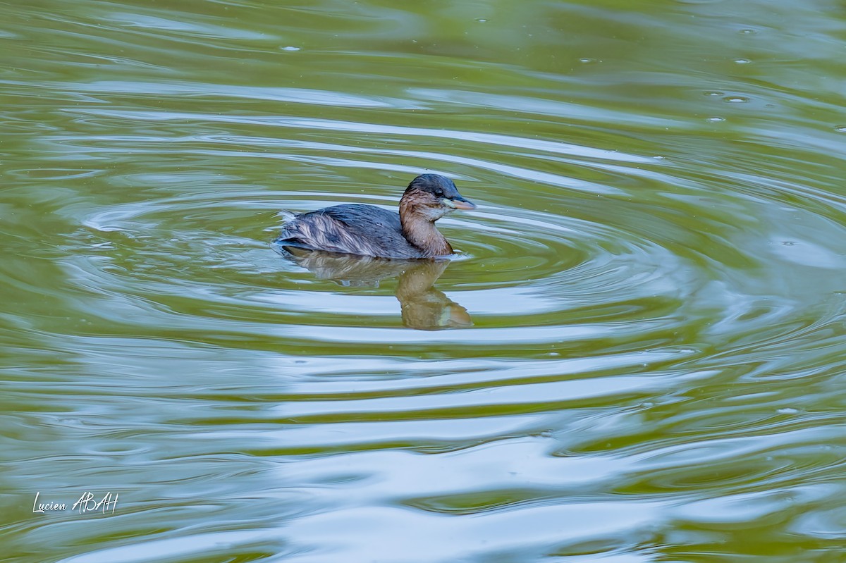 Little Grebe - ML642064182